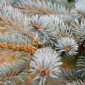 Weihnachtsbaum-Blaufichte-3